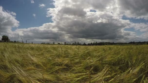 Paisaje con cebada madura en verano con cielo nublado, 4K — Vídeos de Stock