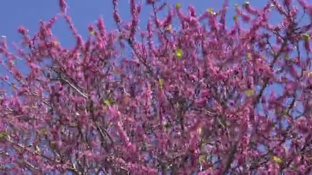 Roze bloeiende boom in Rhodes — Stockvideo