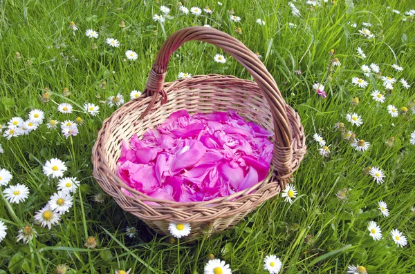 Petali di peonia europea rosa nel cestino di legno intrecciato — Foto Stock