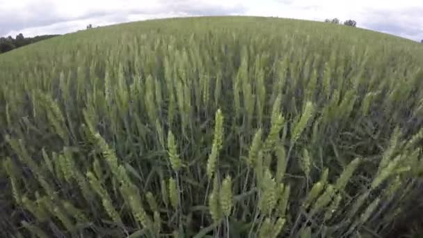 Landschaft mit grünem Weizen im Sommer im Wind, 4k — Stockvideo