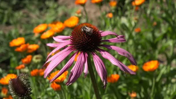 Abelha colhendo pólen de flor de coneflower médica, 4K — Vídeo de Stock