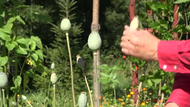 Agricultor recogiendo cabezas de semillas de amapola, 4K — Vídeo de stock