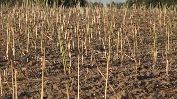 Campo de la colza oleaginosa cosechada, 4K — Vídeos de Stock