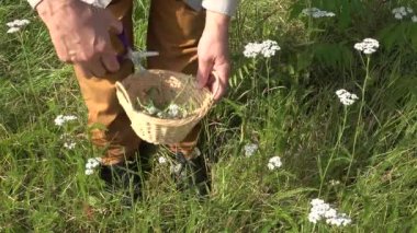 herbalist tıbbi bitki civanperçemi çiçekleri, 4 k toplama