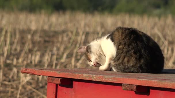 猫在舔它的皮毛 4k 的农场花园红色桌子上 — 图库视频影像