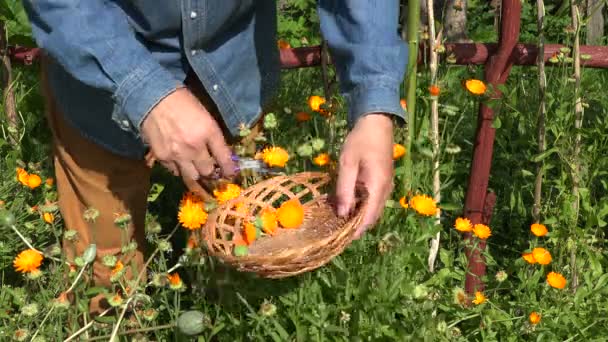 Trädgårdsmästare plocka färska marigold för medicinska ändamål, 4k — Stockvideo