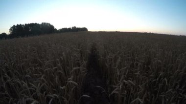 Buğday alan bulutlu gökyüzü ve gündoğumu, timelapse 4k