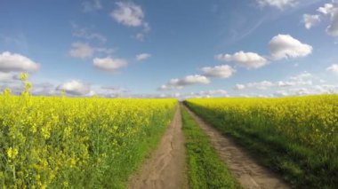 Yağlı tohum tecavüz, alanları arasında yol timelapse 4 k