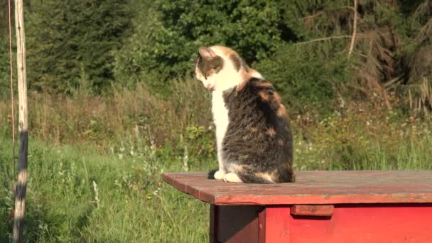 Kat op een rode tabel zijn vacht, 4k likken — Stockvideo