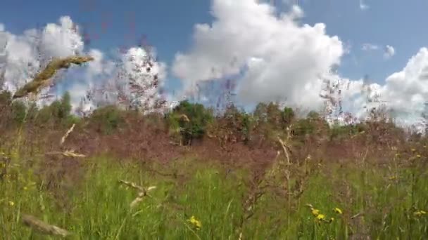 Champ d'herbe agitant dans le vent, timelapse 4K 