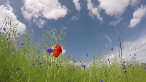 Mohn im Feld am bewölkten Tag, Zeitraffer 4k — Stockvideo