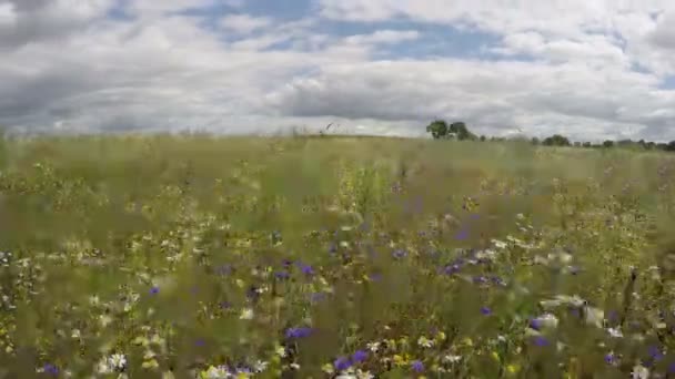 Bloemen in veld op bewolkte dag, timelapse 4k — Stockvideo