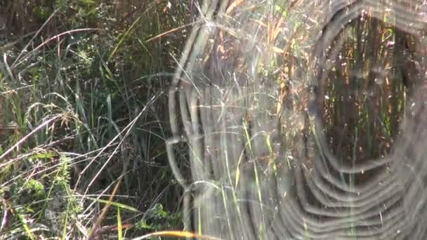 Spider's webs in autumnal field — Stock Video