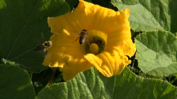 Bees picking nectar — Stock Video