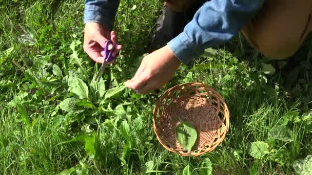 Herb picking in countryside, 4K — Stock Video