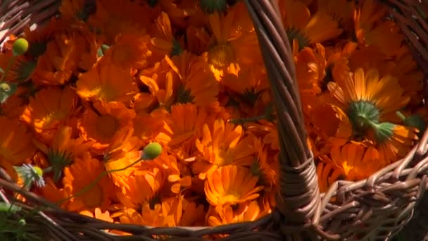 Καλέντουλα άνθη καλέντουλας σε υφαμένο καλάθι — Αρχείο Βίντεο