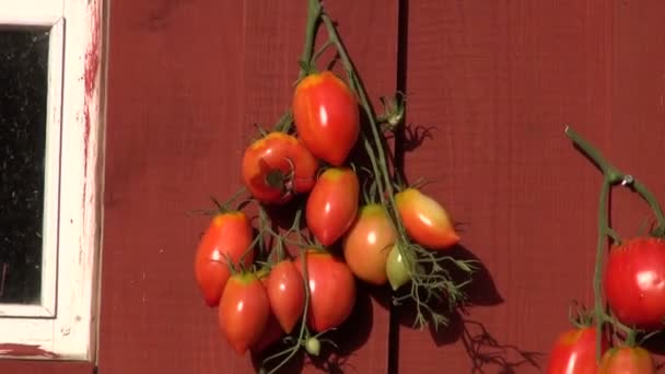 Mogna tomater på röda väggen — Stockvideo
