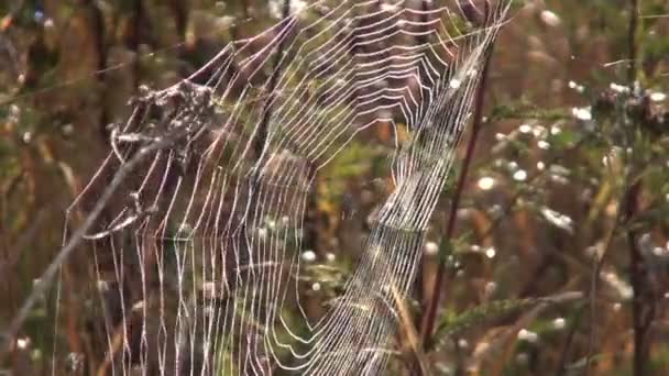 Spindelnät i höstlig fält — Stockvideo