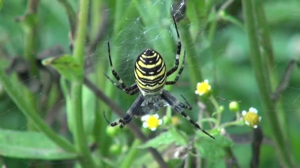 Wasp spider hunting in cobweb — Stock Video