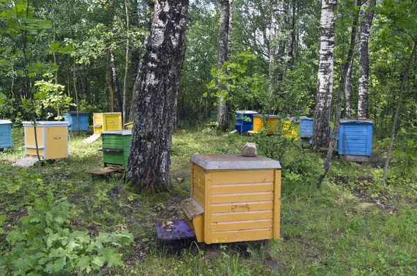 Multicolored beehives between birch trees — Stock Photo, Image