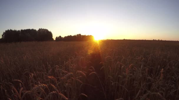 Beau lever de soleil matinal dans le champ de blé mûr des terres agricoles, laps de temps 4K 