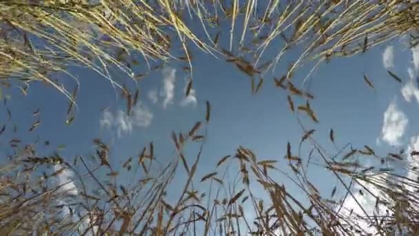 Espigas de trigo maduras renunciando al viento, lapso de tiempo 4K — Vídeos de Stock