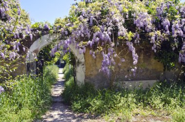 Old wisteria flowering on old wall in Rhodes island clipart