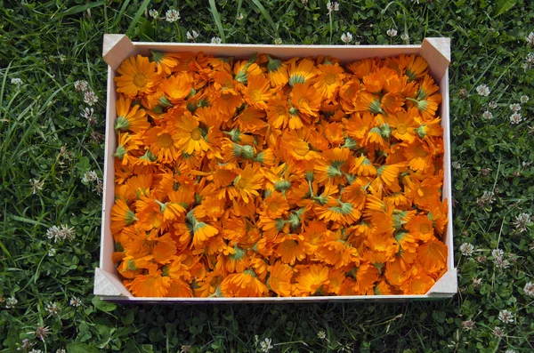 Calendula marigold picked in wooden box in garden — Stock Photo, Image