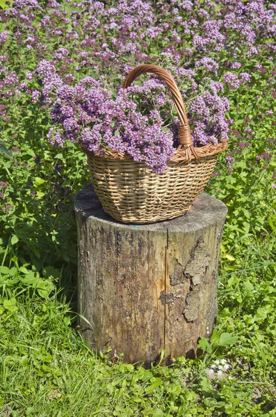 Origanum geplukt in rieten mand in de tuin — Stockfoto