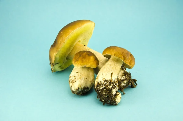 三个蘑菇盖牛肝菌在蓝色背景 — 图库照片