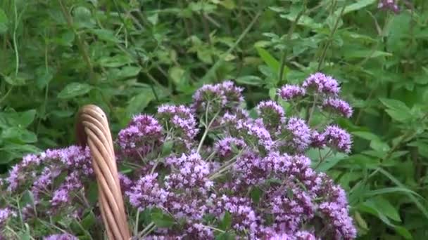 Orégano recién recogido con flores — Vídeo de stock