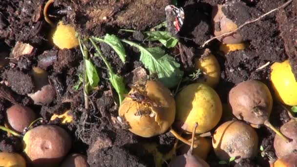 Insetos alimentando-se em pilha de compostagem — Vídeo de Stock