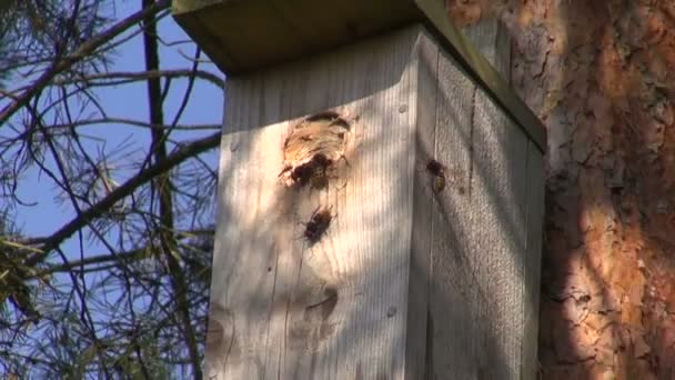 Gemeenschappelijke wesp nest in vogel nesten vak in pijnboom — Stockvideo