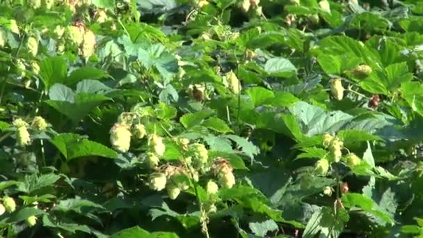 Salto verde Humulus lupulus fruta ondeando en el viento — Vídeo de stock
