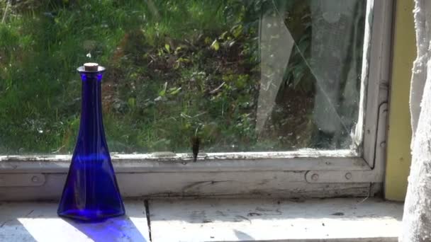 Peacock  Butterfly trying to fly through window glass in farm room — Stock Video