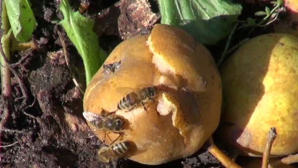 Las abejas se alimentan de pera podrida en el jardín — Vídeos de Stock