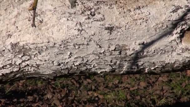Κορμό του whitened παλιάς μηλιάς άνοιξη — Αρχείο Βίντεο