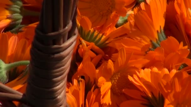 Weidenkorb voller frisch gepflückter Ringelblumenblüten auf blauem Tisch — Stockvideo