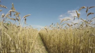 Buğday, timelapse 4 k alanları arasında yol