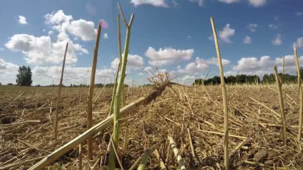 Cielo nublado en el campo de colza oleaginosa después de la cosecha, timelapse 4K — Vídeos de Stock
