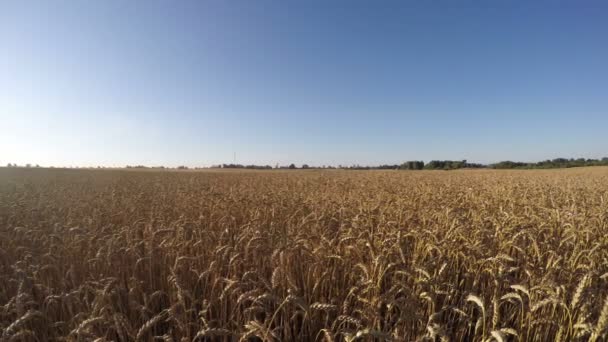 Paysage champ de blé, timelapse 4K 
