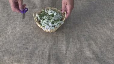 Herbalist tıbbi civanperçemi çiçekleri, 4 k kuru hazırlanılıyor