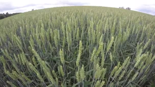 Поле пшениці з похмурим небом, часовий пояс 4K — стокове відео