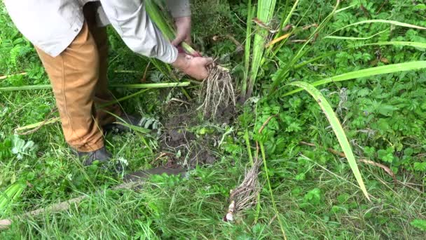 Herboriste cueillette Feuilles de plantain à feuilles larges dans le champ, 4K — Video