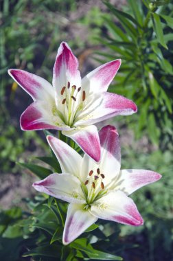 Bahçede güneşli günde büyüyen iki zambak