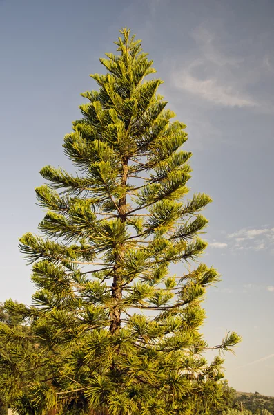 Tree in Rhodes island — Stock Photo, Image