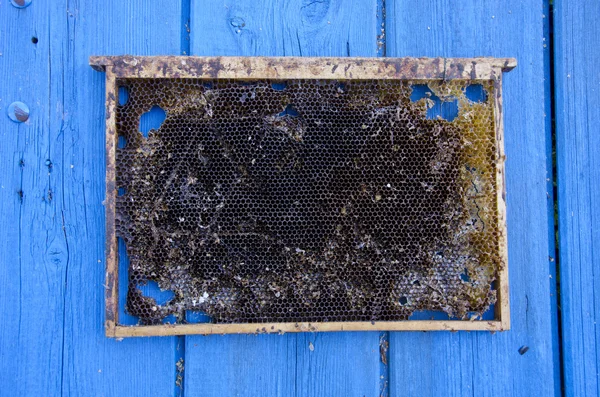 Nid d'abeille vide sur fond bleu en bois — Photo