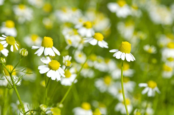 Closeup of chamomile growing in  garden — Stock Photo, Image