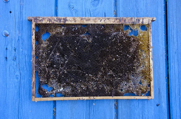 Empty honeycomb on blue wooden background Royalty Free Stock Photos