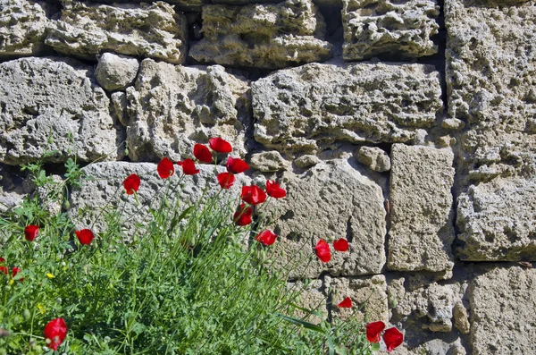 Flor de amapolas rojas además de pared de piedra vieja —  Fotos de Stock